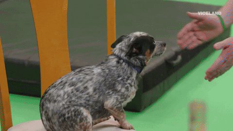 Action Bronson Lol Gif By Actionaliens Find Share On Giphy