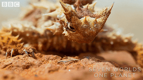 Thorny-devil GIFs - Get the best GIF on GIPHY