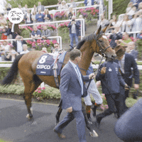 Frankie Enable GIF by World Horse Racing