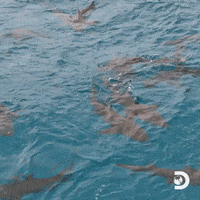 Will Smith GIF by Shark Week