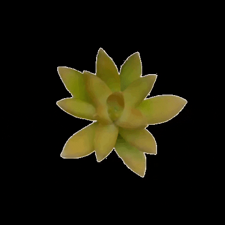 BubblePlants flower plant succulent sedum GIF