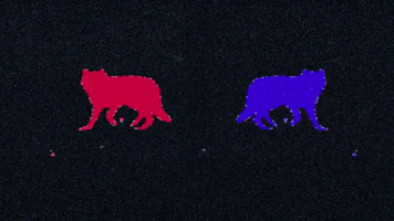 Post Animal GIF by Polyvinyl Records