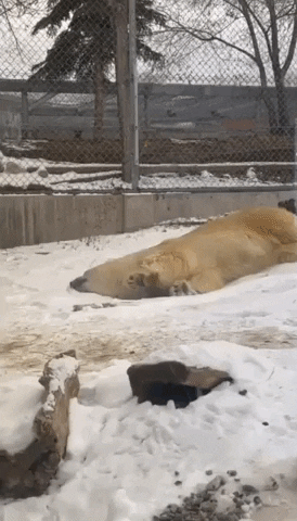 Polar Bear Shower GIF by Storyful