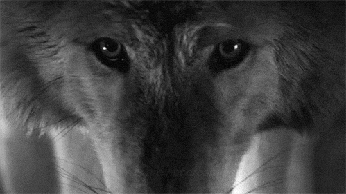 [Bios] Were-Wolves Source