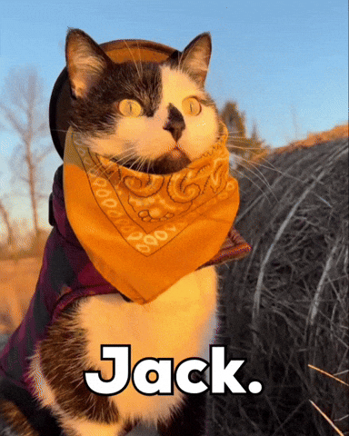 Cowboy Jack Cat GIF