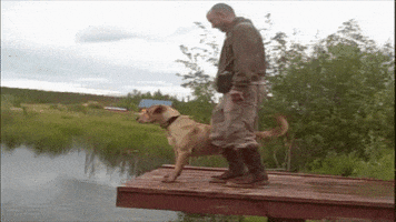 Dog Falling GIF by America's Funniest Home Videos