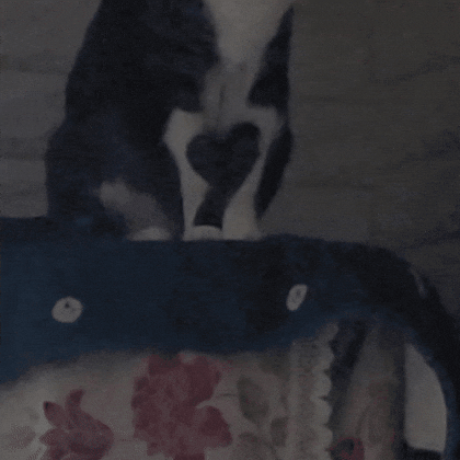 Cat Love GIF