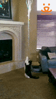 Best Friends GIF by Best Friends Animal Society