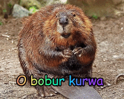Wdwq GIF