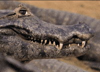 Crocodiles GIFs - Get the best GIF on GIPHY Crocodiles GIFs - Get the best GIF on GIPHY