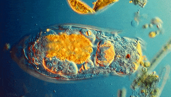 bio microscope GIF