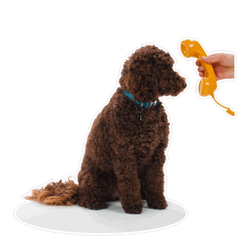 Dogs Sticker by Petsure UK