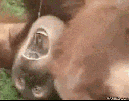 pee orangutan GIF