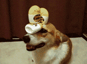 corgi