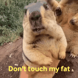 Animal GIF