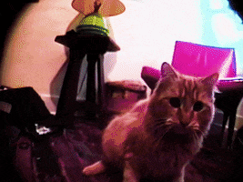 200.gif?cid=fc005b08033510ccd3b217eb4c440b1af1f4900fd86cab47&rid=200.gif&ct=g