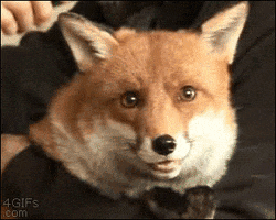 Happy Fox GIF