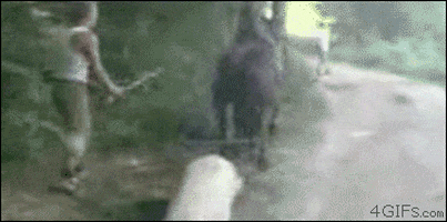  animals face horse karma headshot GIF