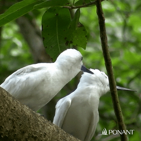 Birds Love GIF by PONANT