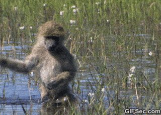 girl swamp GIF - girl swamp GIF