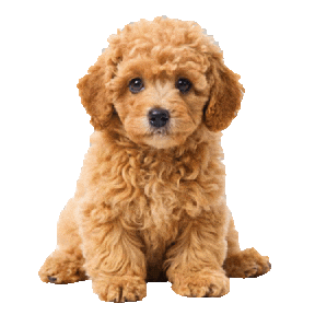 My Pet Love Sticker
