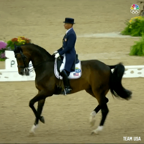 Sport Horse GIF by Team USA