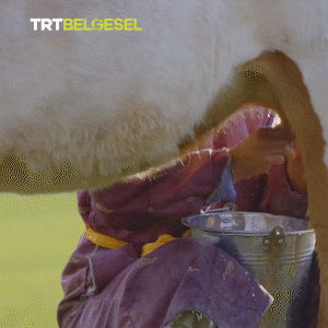 Milk Cow GIF by TRT