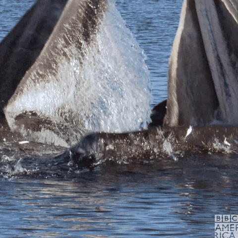 Hungry Humpback Whale GIF by BBC America