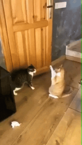 Fight Fail GIF by JustViral.Net