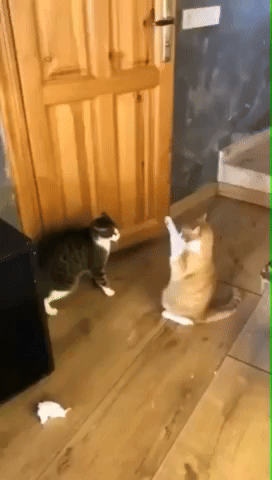 giphy_s.gif?cid=790b76112a54a1a9d850ab79