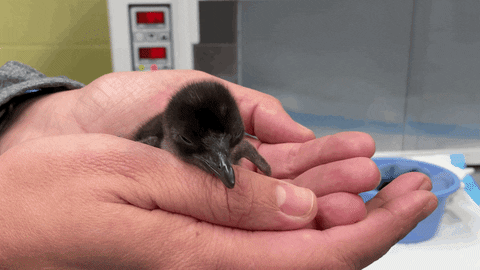 Tired Baby Penguin Gif By Cincinnati Zoo Find Share On Giphy