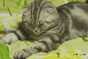 cat must GIF