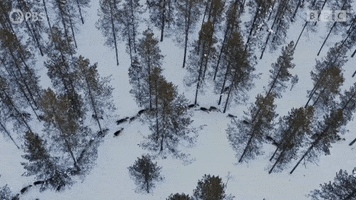 Winter Wildlife GIF by PBS