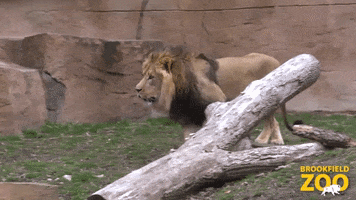 Exploring Lion King GIF by Brookfield Zoo