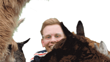 Bauer Sucht Frau Alpaca Sticker by Sven H. Photography