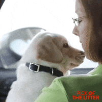 puppy tongue GIF by Signature Entertainment