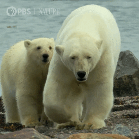 Polar Bear Baby GIF by Nature on PBS