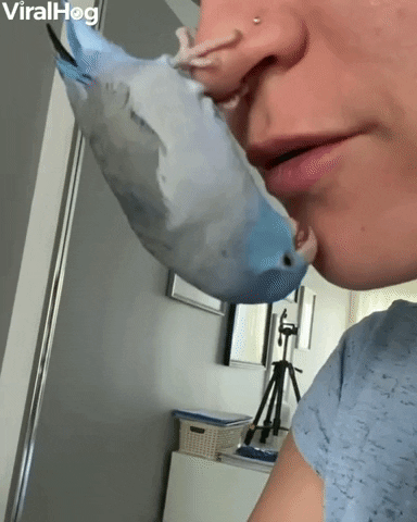 Bird Hangs From Nose For Upside Down Kisses GIF by ViralHog