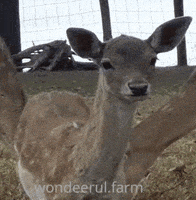 Sniffing Little Deer GIF by Wondeerful farm
