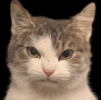 Angry Cat GIF