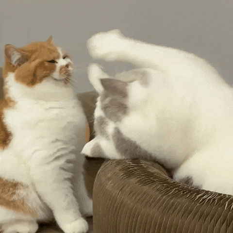 Fight GIF