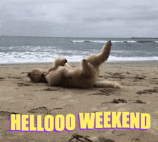 cliveandbacon fun dog beach weekend GIF
