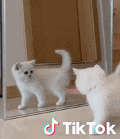 Cat GIF by TikTok France