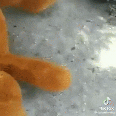Bear GIF