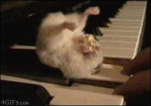 cute animals GIF