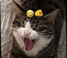 Cat GIF