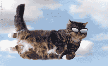 cat GIF by The .GIFYS