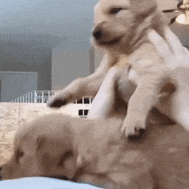 Silly puppy for Friday Jul 17, 2020