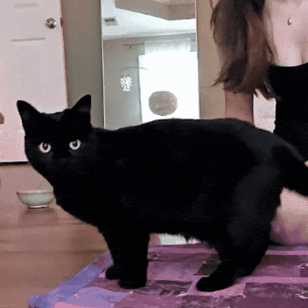 Black Cat GIF