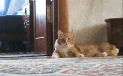 funny scared cat